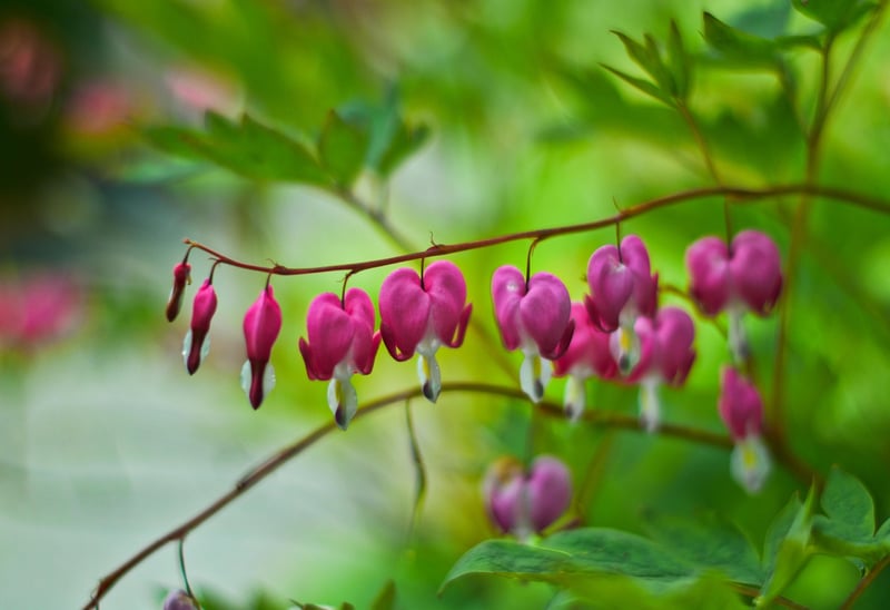 Bleeding Hearts