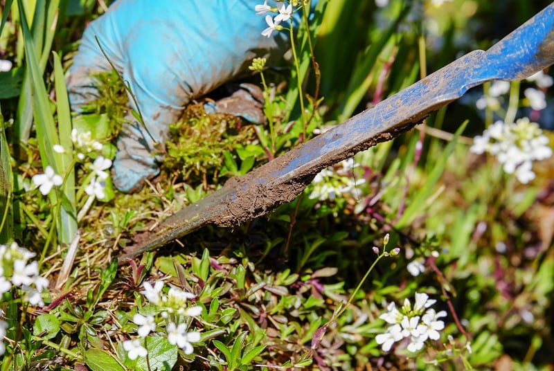 Hand weeding in a garden